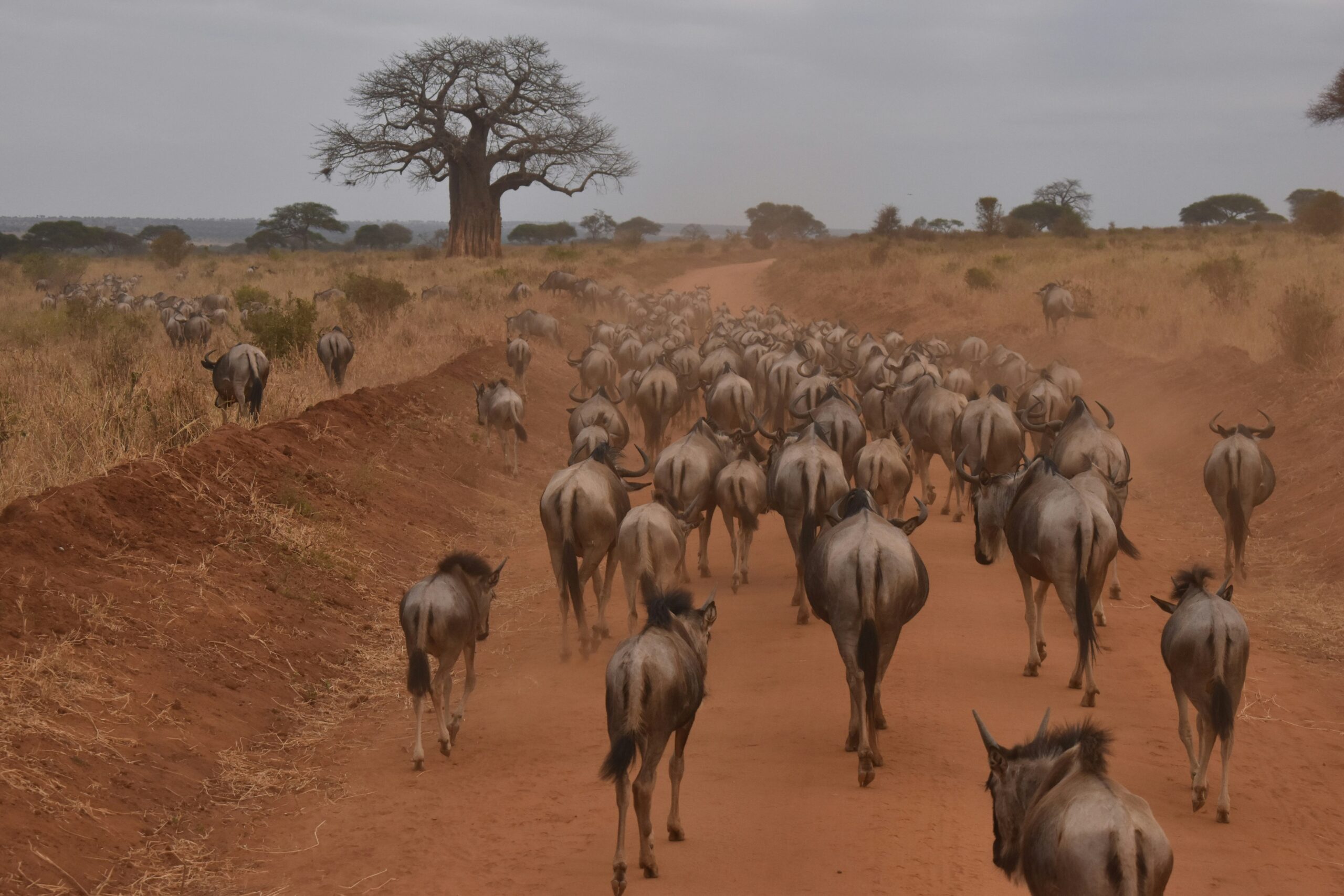 The Role of Geography in Wildlife Migration Patterns